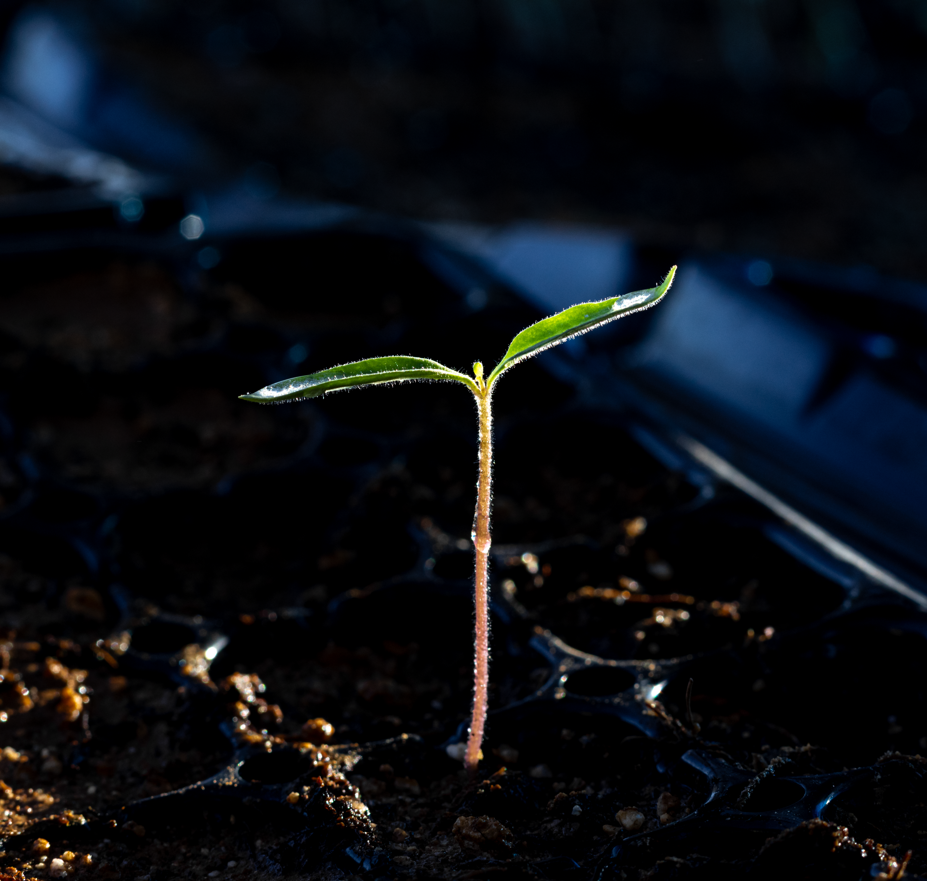 Small plant sprouting from soil